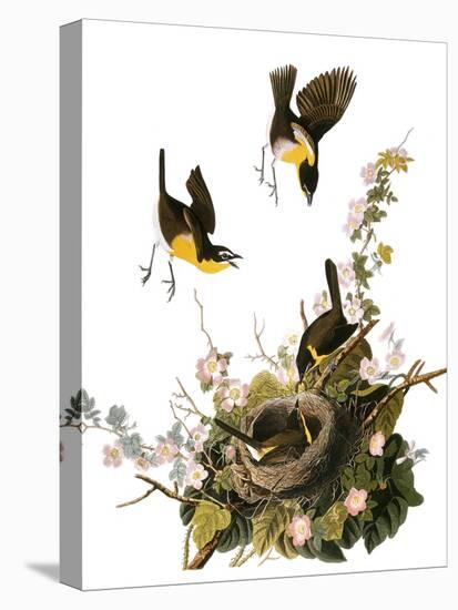 Audubon: Yellow Chat-John James Audubon-Stretched Canvas