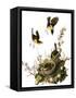 Audubon: Yellow Chat-John James Audubon-Framed Stretched Canvas