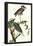 Audubon Yellow-Crowned Night Heron Bird Art Poster Print-null-Framed Poster
