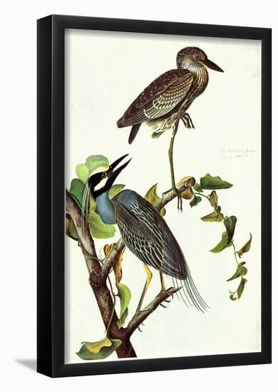 Audubon Yellow-Crowned Night Heron Bird Art Poster Print-null-Framed Poster