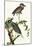 Audubon Yellow-Crowned Night Heron Bird Art Poster Print-null-Mounted Poster