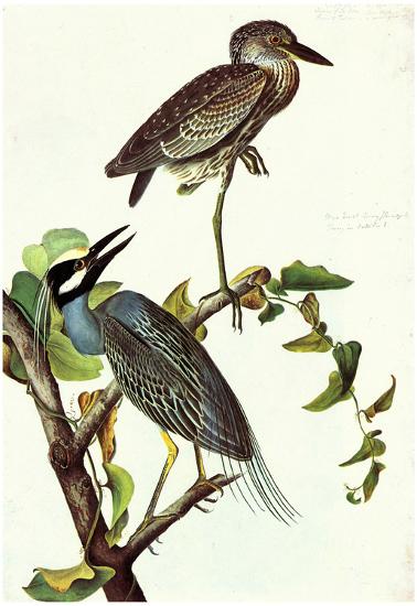 Poster, , large
