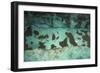 Aufeis on Kongakut River, Arctic National Wildlife Refuge, Alaska, USA-Art Wolfe-Framed Photographic Print