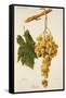 Augibi Grape-J. Troncy-Framed Stretched Canvas