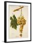 Augibi Grape-J. Troncy-Framed Giclee Print