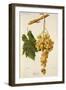 Augibi Grape-J. Troncy-Framed Giclee Print