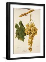 Augibi Grape-J. Troncy-Framed Giclee Print