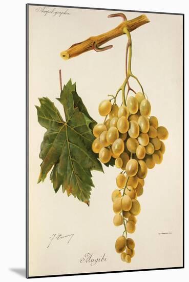 Augibi Grape-J. Troncy-Mounted Giclee Print