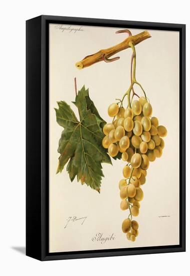 Augibi Grape-J. Troncy-Framed Stretched Canvas