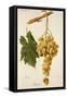 Augibi Grape-J. Troncy-Framed Stretched Canvas