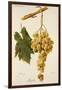 Augibi Grape-J. Troncy-Framed Giclee Print