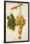 Augibi Grape-J. Troncy-Framed Giclee Print