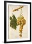 Augibi Grape-J. Troncy-Framed Premium Giclee Print