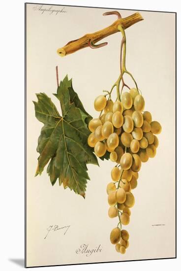 Augibi Grape-J. Troncy-Mounted Premium Giclee Print