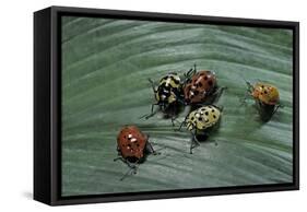 Augocoris Gomesii (Amazonia Bug)-Paul Starosta-Framed Stretched Canvas