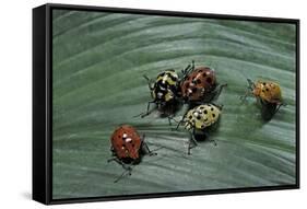 Augocoris Gomesii (Amazonia Bug)-Paul Starosta-Framed Stretched Canvas