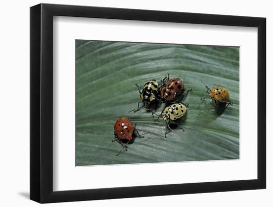 Augocoris Gomesii (Amazonia Bug)-Paul Starosta-Framed Premium Photographic Print