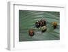 Augocoris Gomesii (Amazonia Bug)-Paul Starosta-Framed Premium Photographic Print