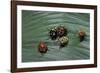 Augocoris Gomesii (Amazonia Bug)-Paul Starosta-Framed Photographic Print