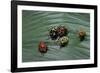 Augocoris Gomesii (Amazonia Bug)-Paul Starosta-Framed Photographic Print