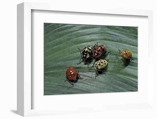 Augocoris Gomesii (Amazonia Bug)-Paul Starosta-Framed Photographic Print