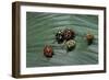 Augocoris Gomesii (Amazonia Bug)-Paul Starosta-Framed Photographic Print