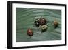 Augocoris Gomesii (Amazonia Bug)-Paul Starosta-Framed Photographic Print