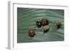 Augocoris Gomesii (Amazonia Bug)-Paul Starosta-Framed Photographic Print