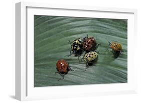 Augocoris Gomesii (Amazonia Bug)-Paul Starosta-Framed Photographic Print