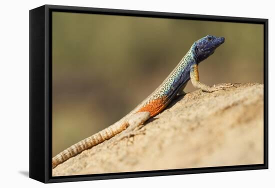 Augrabies Flat Lizard-Paul Souders-Framed Stretched Canvas