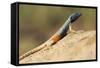 Augrabies Flat Lizard-Paul Souders-Framed Stretched Canvas