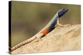 Augrabies Flat Lizard-Paul Souders-Stretched Canvas