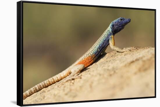 Augrabies Flat Lizard-Paul Souders-Framed Stretched Canvas