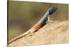 Augrabies Flat Lizard-Paul Souders-Stretched Canvas