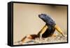 Augrabies Flat Lizard-null-Framed Stretched Canvas