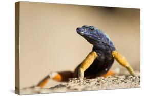 Augrabies Flat Lizard-null-Stretched Canvas