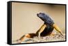 Augrabies Flat Lizard-null-Framed Stretched Canvas