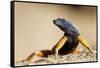 Augrabies Flat Lizard-null-Framed Stretched Canvas