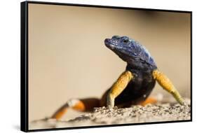 Augrabies Flat Lizard-null-Framed Stretched Canvas