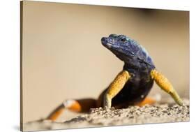 Augrabies Flat Lizard-null-Stretched Canvas