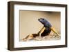 Augrabies Flat Lizard-null-Framed Photographic Print