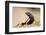 Augrabies Flat Lizard-null-Framed Photographic Print