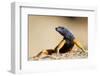 Augrabies Flat Lizard-null-Framed Photographic Print