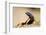 Augrabies Flat Lizard-null-Framed Photographic Print