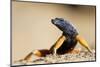 Augrabies Flat Lizard-null-Mounted Photographic Print