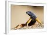 Augrabies Flat Lizard-null-Framed Photographic Print