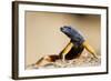 Augrabies Flat Lizard-null-Framed Photographic Print