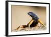 Augrabies Flat Lizard-null-Framed Photographic Print
