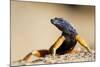 Augrabies Flat Lizard-null-Mounted Photographic Print