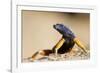 Augrabies Flat Lizard-null-Framed Photographic Print